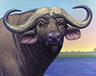 Portrait of a Cape Buffalo